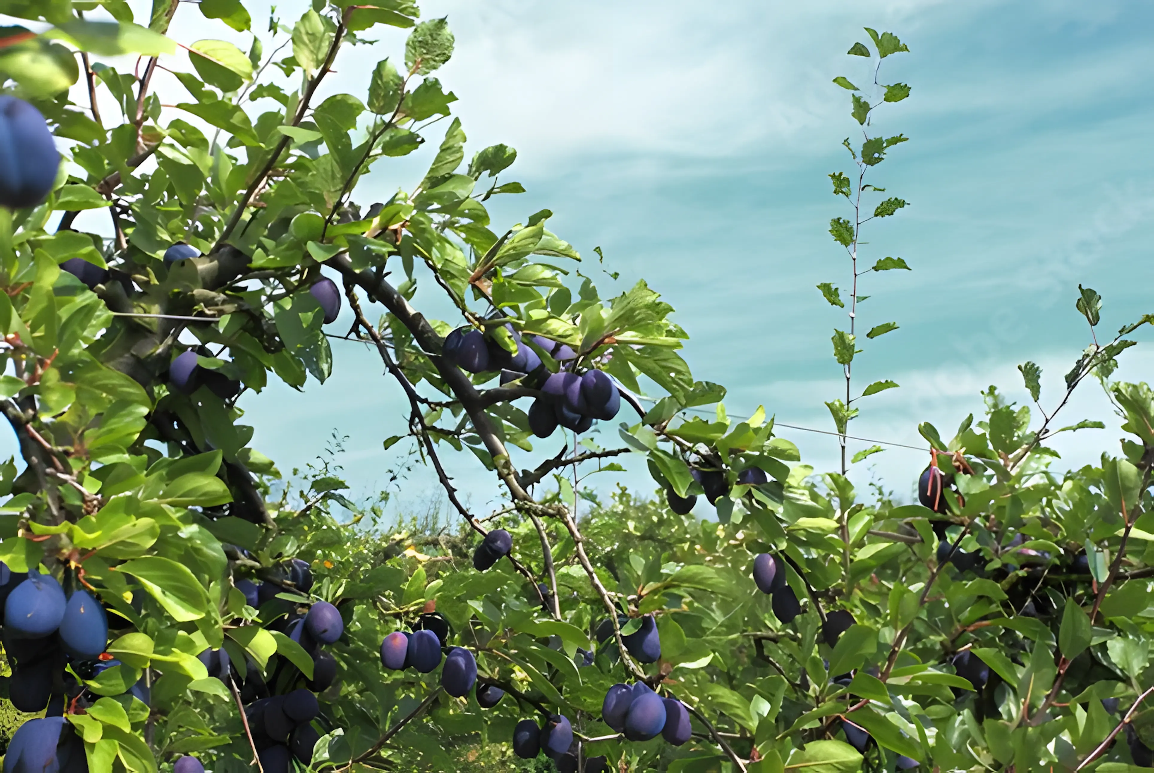 Producător de fructe uscate din Moldova
